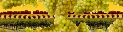 Изображение для скинали: Вино, виноград на фоне винного поля