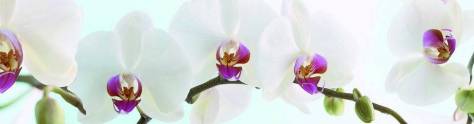 Изображение для скинали: Нежные орхидеи.