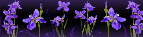 Изображение для скинали: Фиолетовые цветы на черном фоне