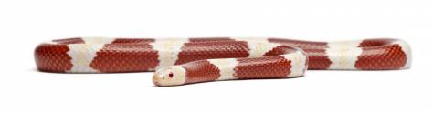 Изображение для скинали: Змея на белом фоне