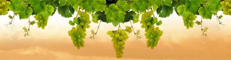 Изображение для скинали: Грозди винограда