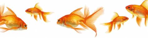 Изображение для скинали: Золотые рыбки на белом фоне