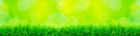 Изображение для скинали: Зеленая травка под лучами солнца 