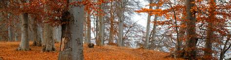 Изображение для скинали: Осенний пейзаж