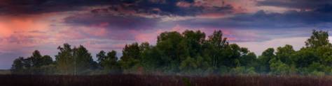 Изображение для скинали: Лиловое небо на лесом