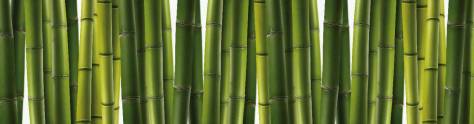 Изображение для скинали: Зеленый бамбук