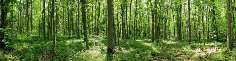 Изображение для скинали: Зеленый лес
