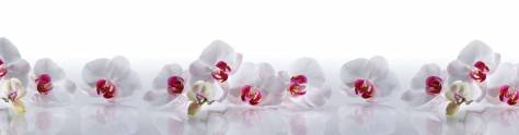 Изображение для скинали: Белые орхидеи