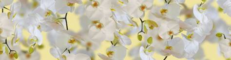 Изображение для скинали: Белые орхидеи на желтом фоне
