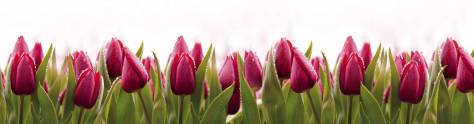 Изображение для скинали: Фиолетовые тюльпаны в траве