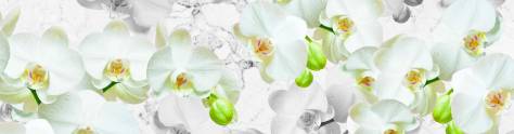 Изображение для скинали: Орхидеи белые