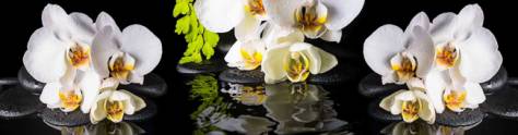 Изображение для скинали: Белые орхидеи на черном фоне