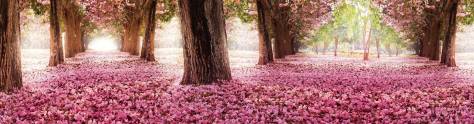 Изображение для скинали: Розовые цветущие деревья