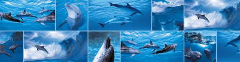 Изображение для скинали: Коллаж дельфины