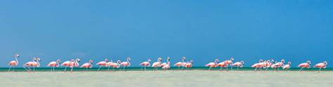 Изображение для скинали: Фламинго на берегу