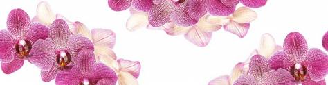 Изображение для скинали: Красивые ветки орхидеи