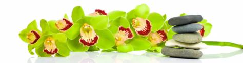 Изображение для скинали: Салатовая ветка орхидеи