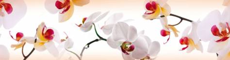 Изображение для скинали: Крупные ветки орхидеи