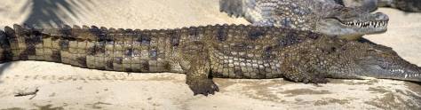 Изображение для скинали: Крокодил