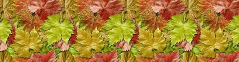 Изображение для скинали: Кленовые листья