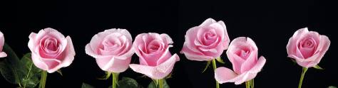 Изображение для скинали: Розовые розы на черном фоне