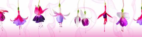 Изображение для скинали: Фиолетовые цветы на белом фоне