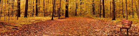 Изображение для скинали: Осенний пейзаж