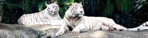 Изображение для скинали: Белые тигры