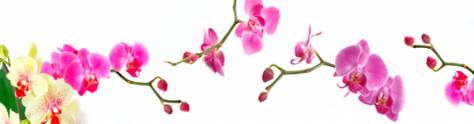 Изображение для скинали: Красивые ветки орхидеи