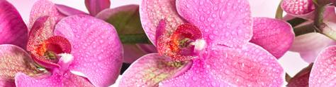 Изображение для скинали: Крупная ветка фиолетовой орхидеи