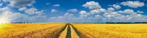 Изображение для скинали: Пшеничное поле
