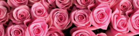 Изображение для скинали: Розовые розы