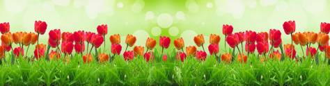 Изображение для скинали: Тюльпаны на зеленом фоне