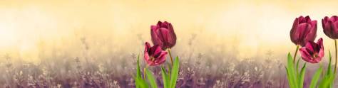Изображение для скинали: Весенние тюльпаны на размытом фоне 