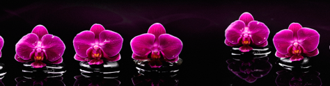 Изображение для скинали: Фиолетовые цветки орхидеи на черных камнях