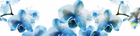 Изображение для скинали: Голубые орхидеи