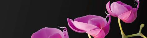 Изображение для скинали: Нежно-розовые цветы на черном фоне 