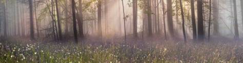 Изображение для скинали: Лес в тумане