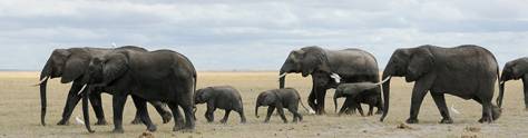 Изображение для скинали: Стадо слонов