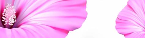 Изображение для скинали: Нежно- розовые цветы альстромерии на белом фоне 