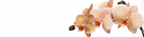 Изображение для скинали: Крупная ветка орхидеи