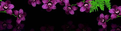 Изображение для скинали: Фиолетовые орхидеи на черном фоне