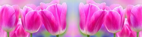 Изображение для скинали: Фиолетовые тюльпаны