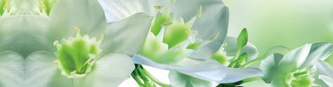 Изображение для скинали: Бело-зеленые орхидеи