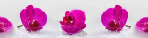 Изображение для скинали: Фиолетовые цветки орхидеи