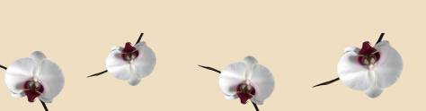 Изображение для скинали: Орхидеи на бежевом фоне