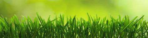 Изображение для скинали: Трава на зеленом фоне