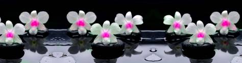 Изображение для скинали: Нежные орхидеи на камнях