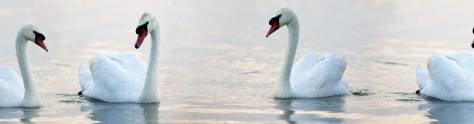 Изображение для скинали: Лебеди на воде