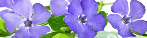 Изображение для скинали: Красивый синий цветок на белом